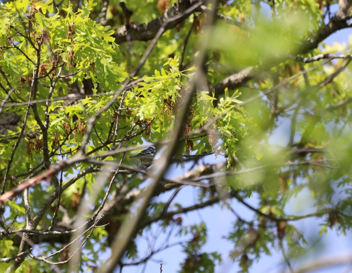 Cerulean Warbler - ML636576566