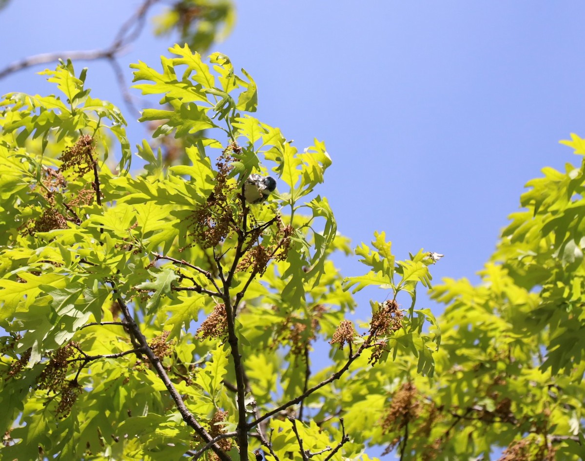 Cerulean Warbler - ML636576567