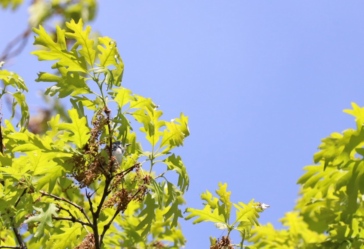 Cerulean Warbler - ML636576568