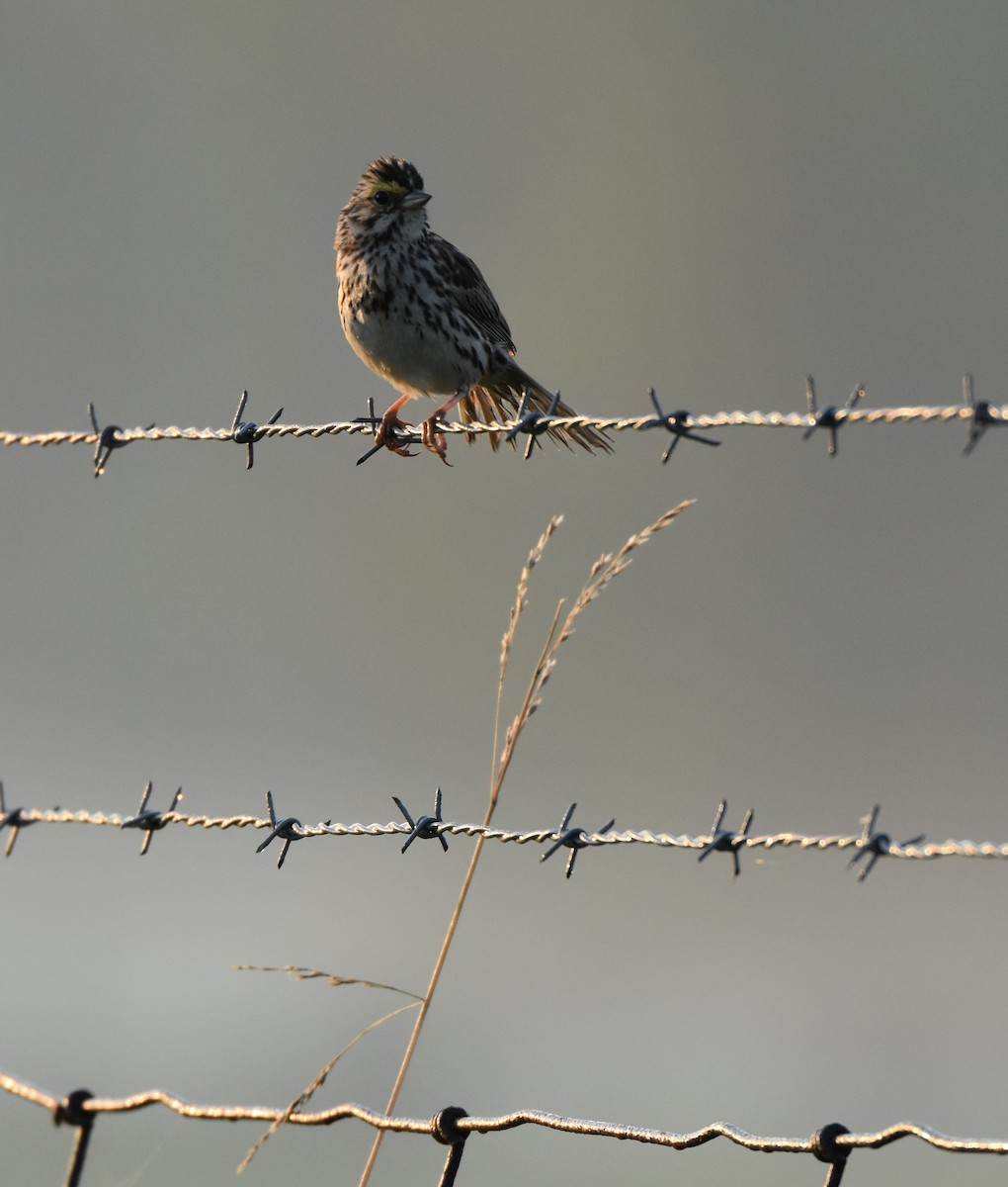 Savannah Sparrow - ML63657661