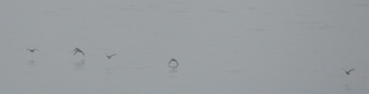 murrelet sp. - ML636576612