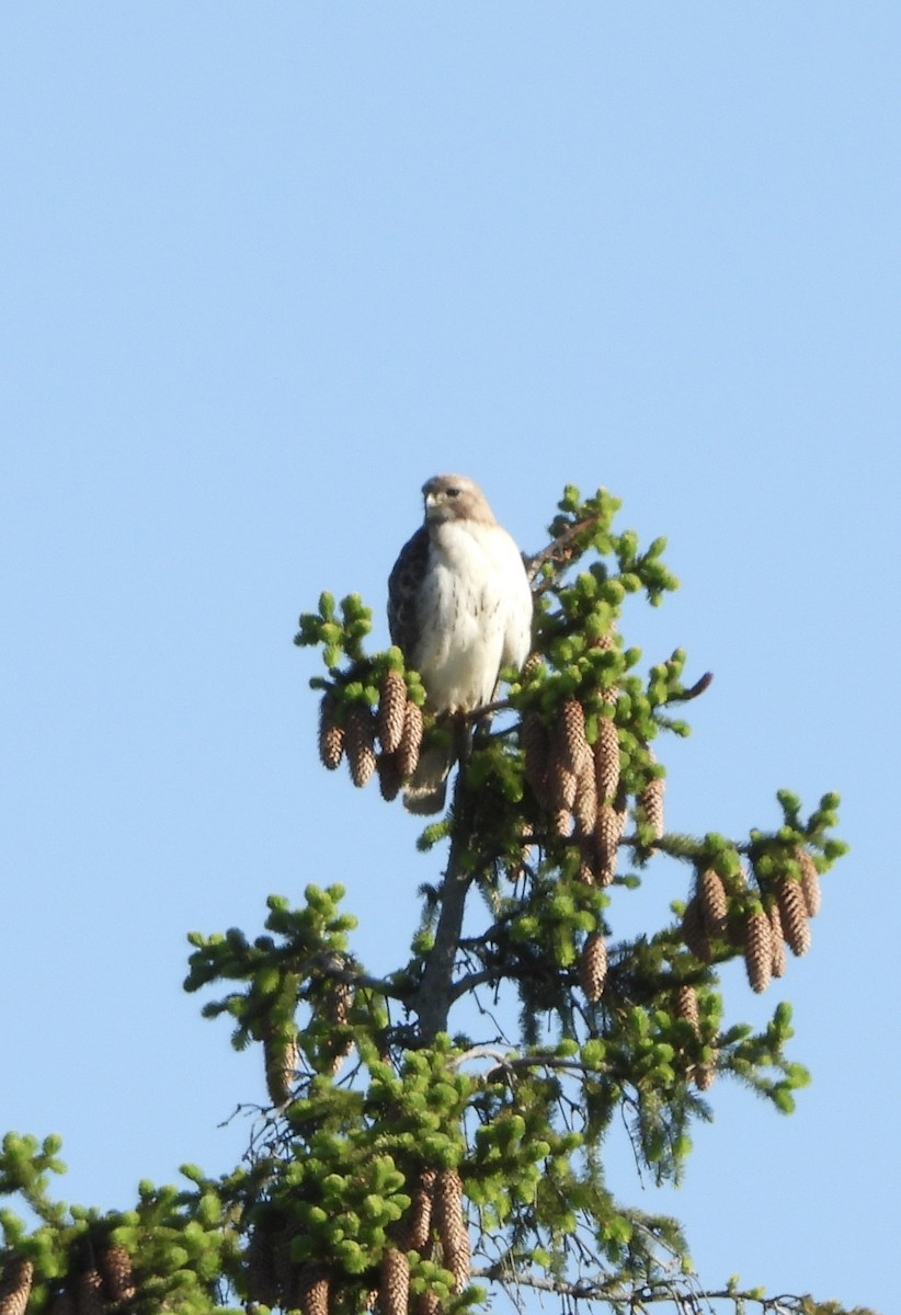 Poiana codarossa - ML636576682