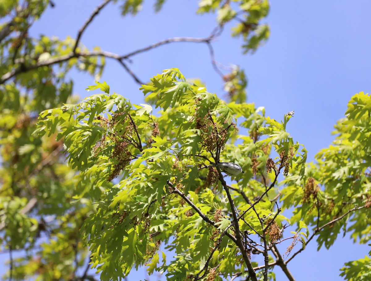 Cerulean Warbler - ML636576688