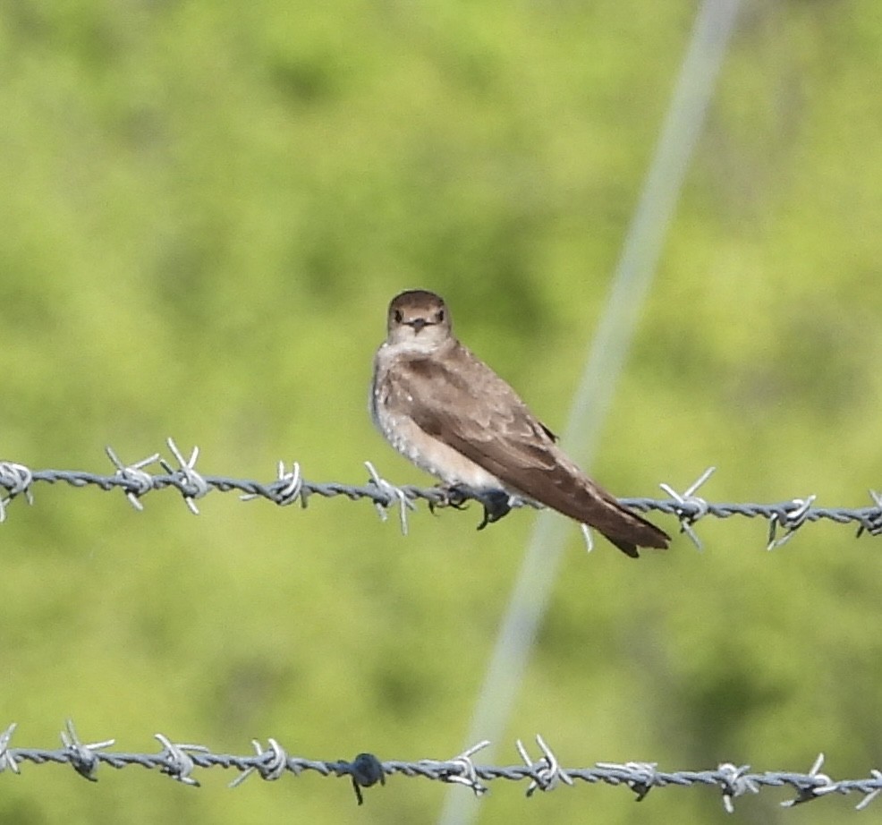 Northern Rough-winged Swallow - ML636576692