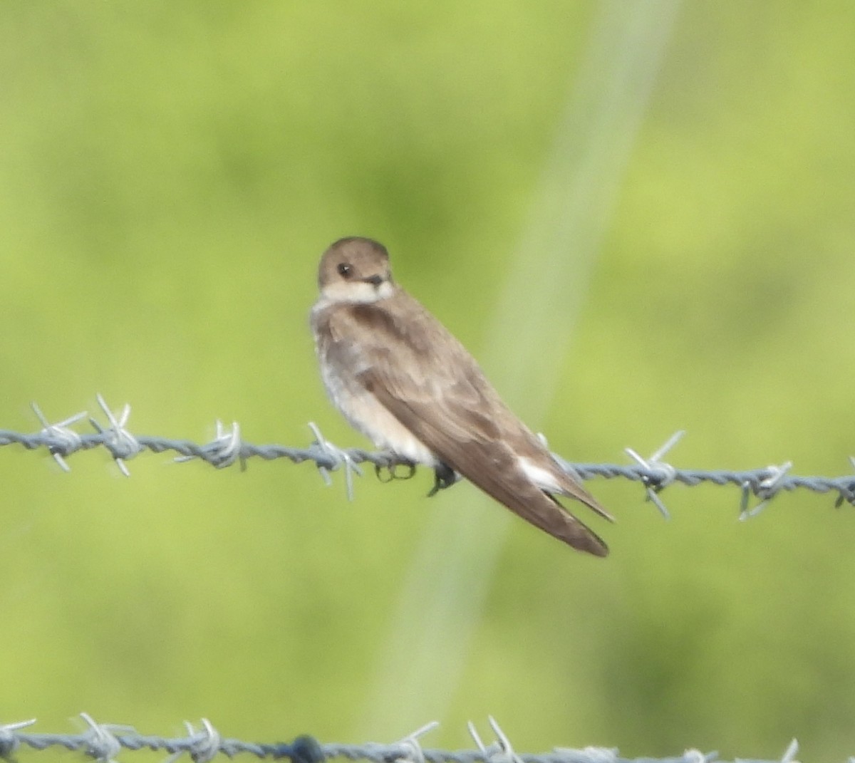 Northern Rough-winged Swallow - ML636576693