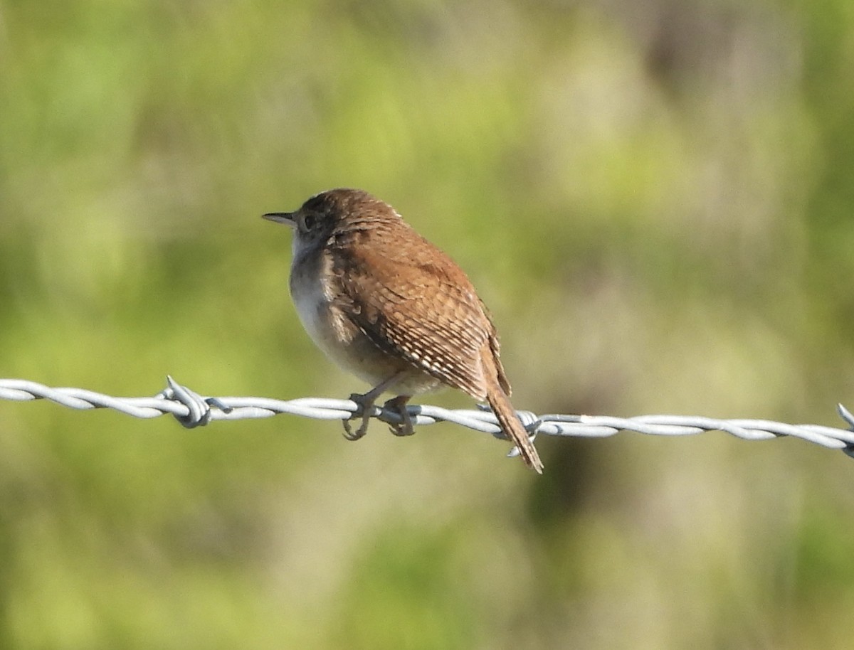 Northern House Wren - ML636576697