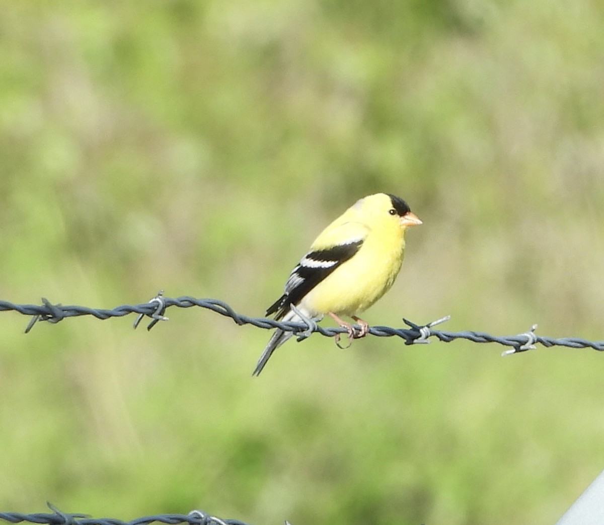 American Goldfinch - ML636576705
