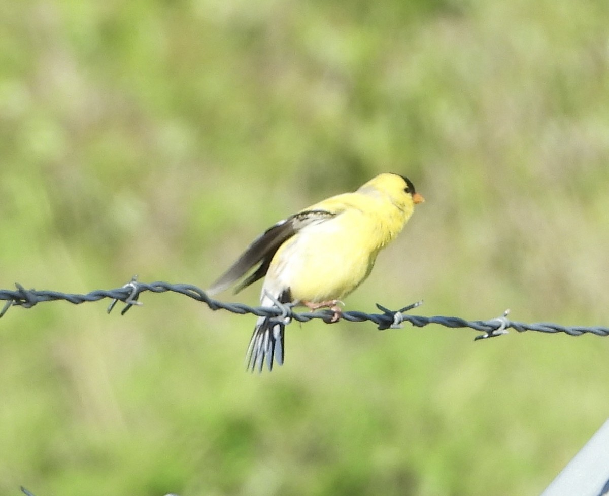 American Goldfinch - ML636576706