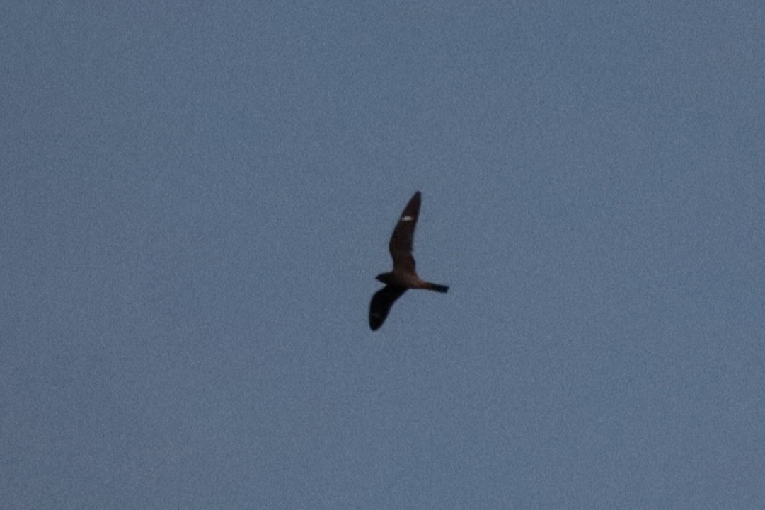 Common Nighthawk - ML636576712