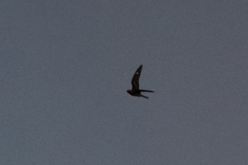 Common Nighthawk - ML636576713