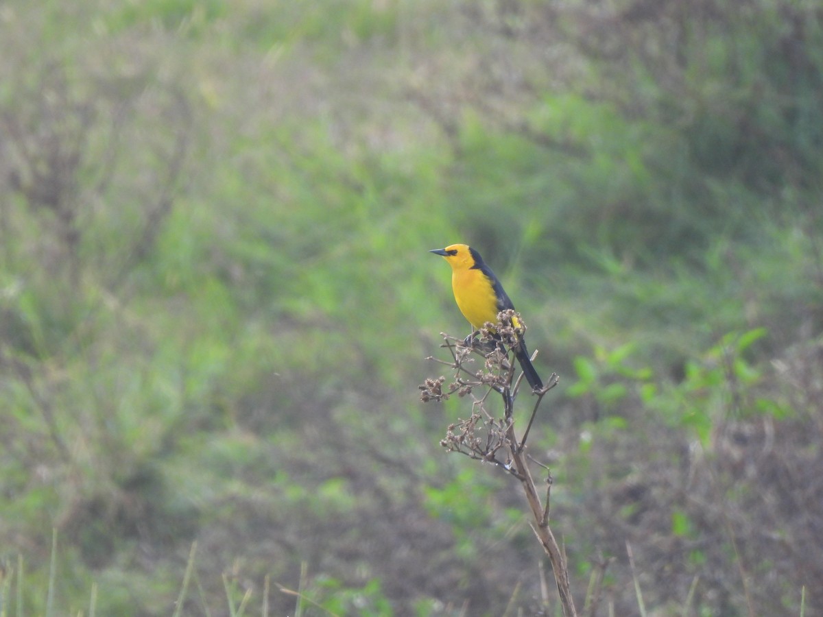 Saffron-cowled Blackbird - ML636576737