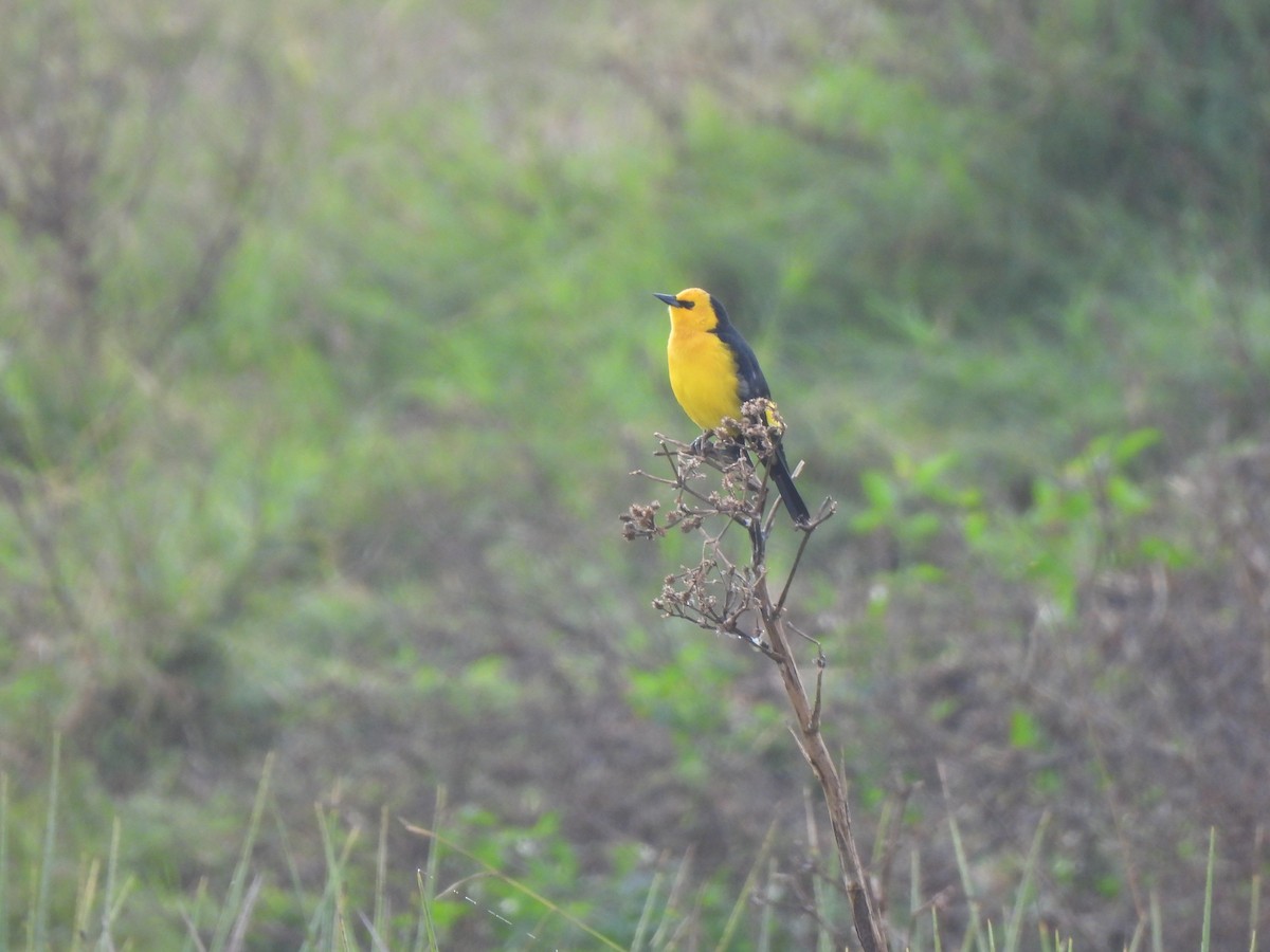 Saffron-cowled Blackbird - ML636576738