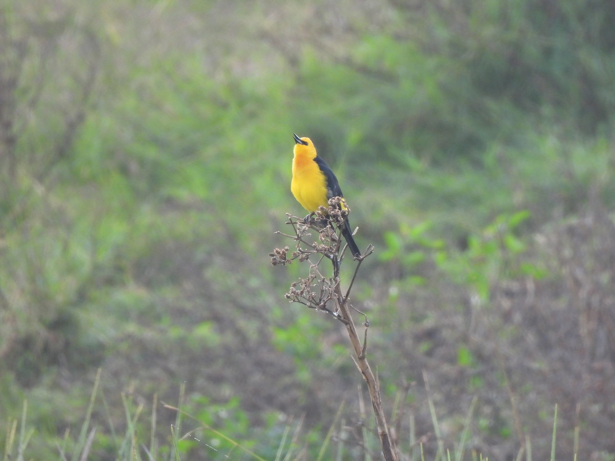 Saffron-cowled Blackbird - ML636576739