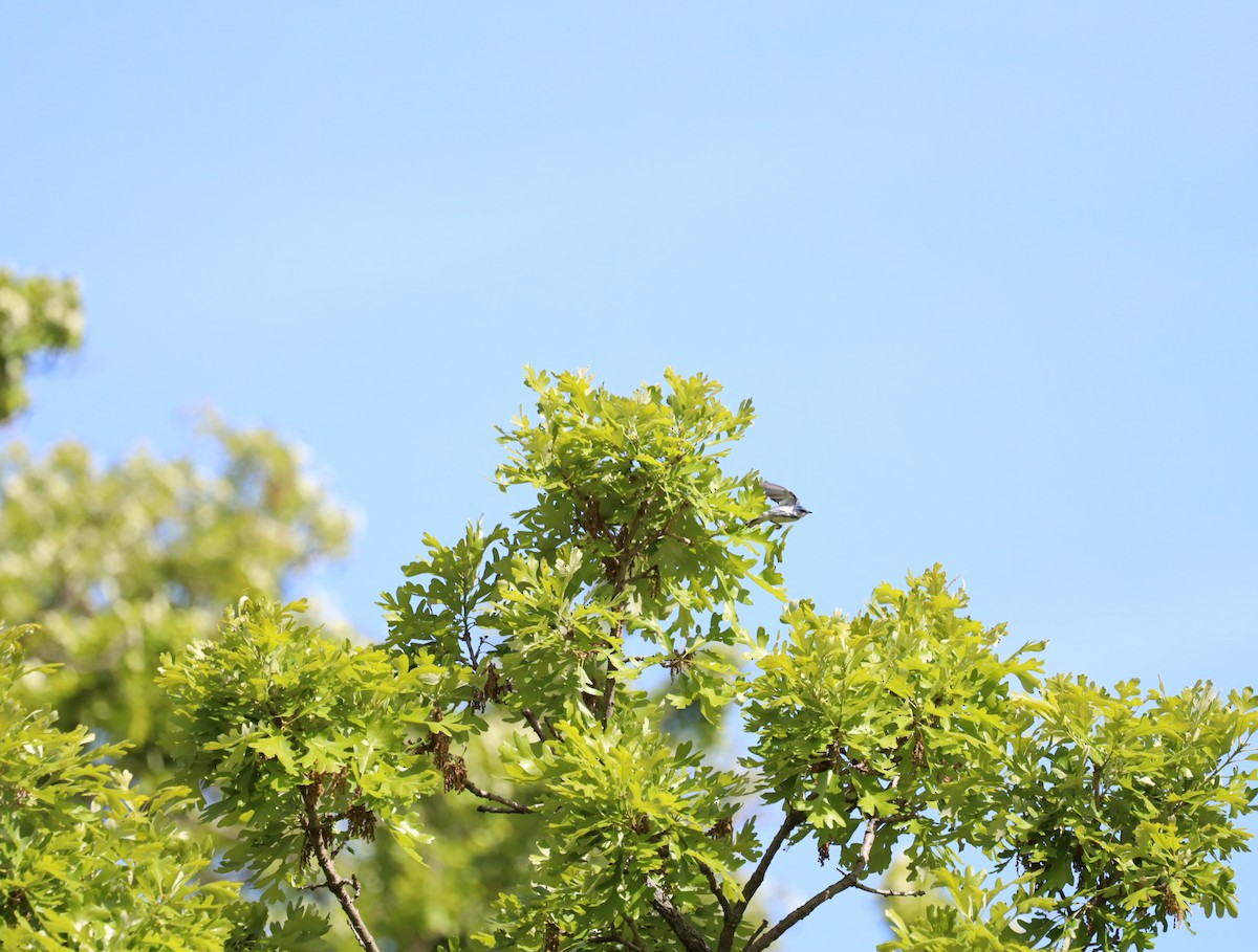 Cerulean Warbler - ML636576741