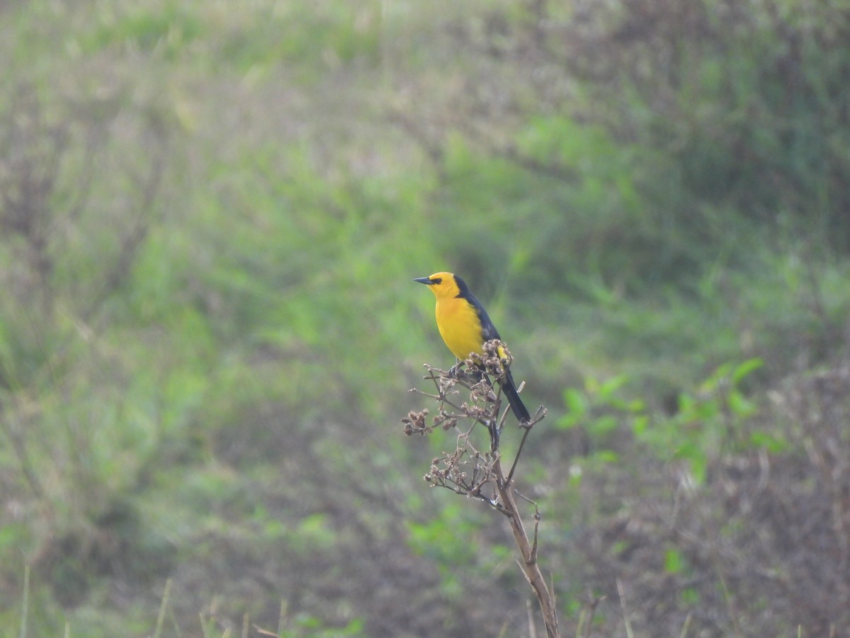 Saffron-cowled Blackbird - ML636576742