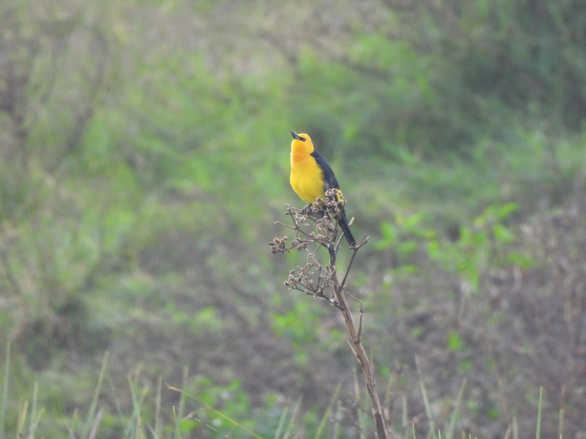 Saffron-cowled Blackbird - ML636576743