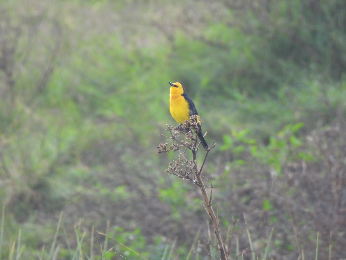 Saffron-cowled Blackbird - ML636576744