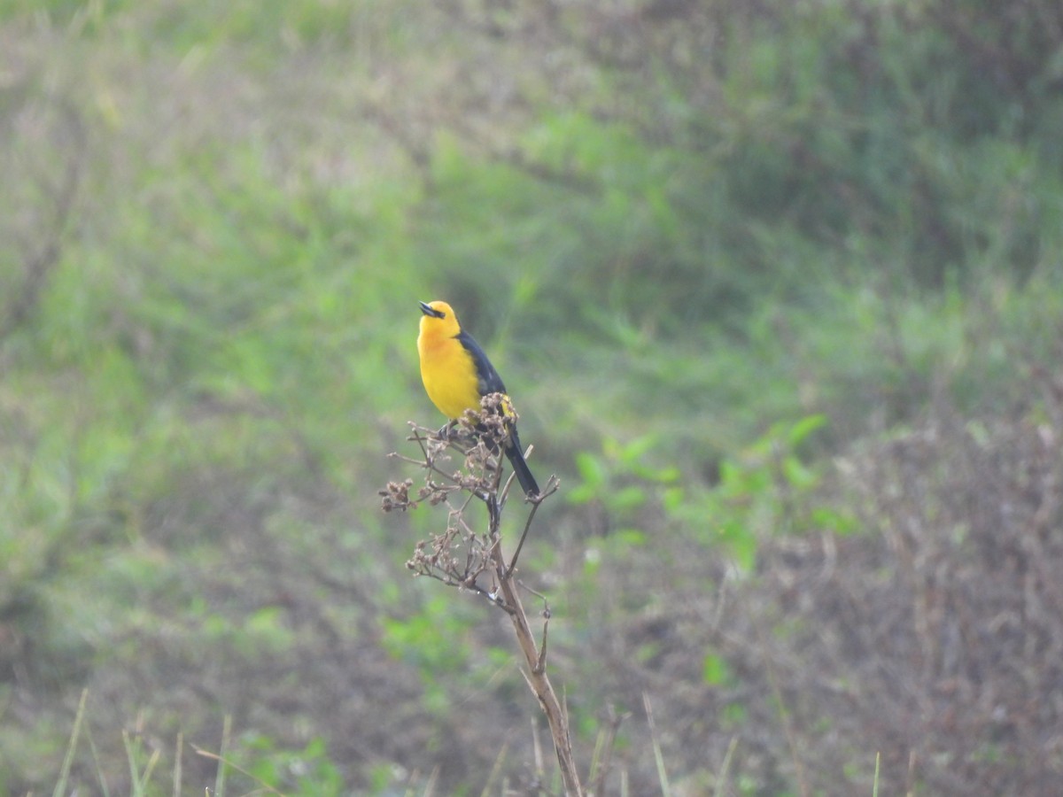 Saffron-cowled Blackbird - ML636576745