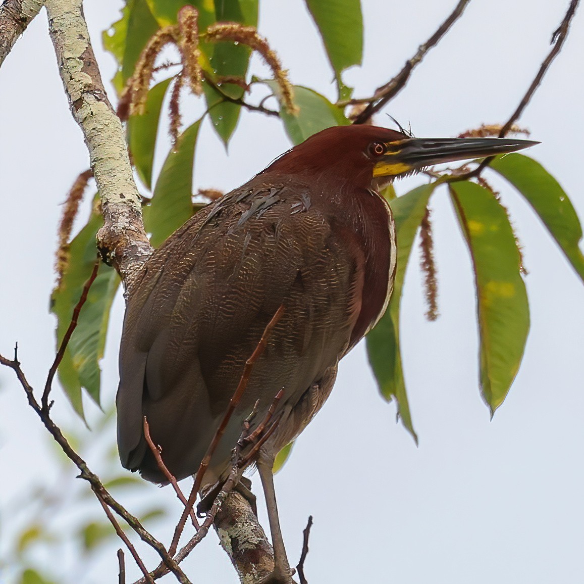 Rufescent Tiger-Heron - ML636576748