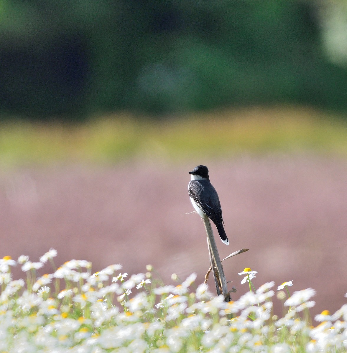 Eastern Kingbird - ML636576843