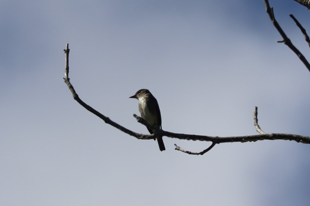 Olive-sided Flycatcher - ML636576889