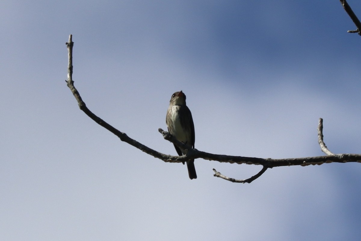 Olive-sided Flycatcher - ML636576890