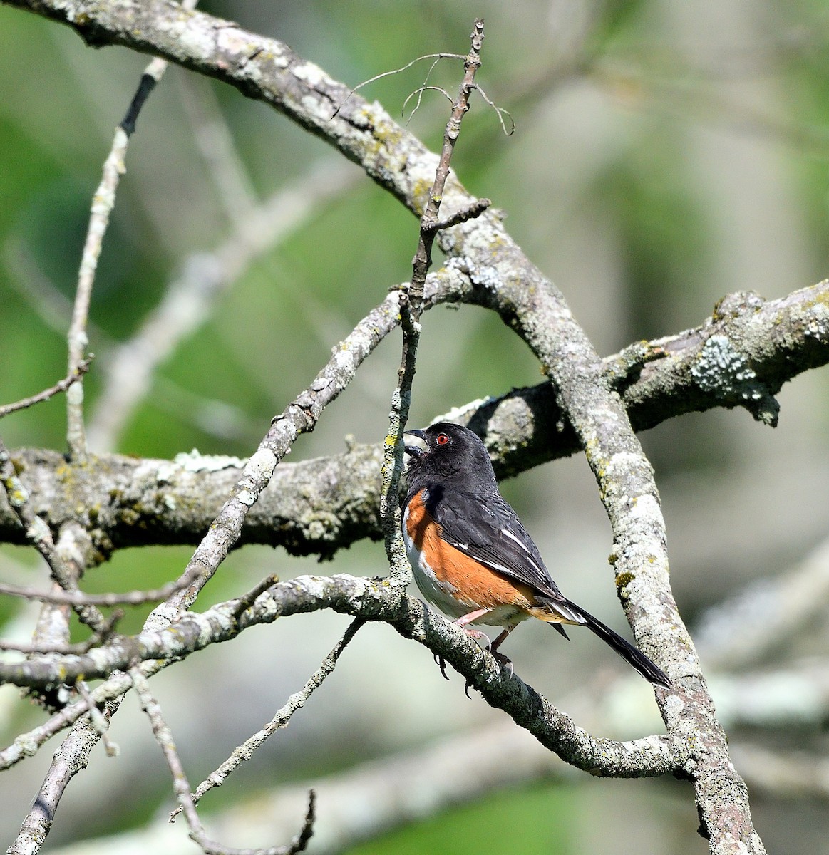 Eastern Towhee - ML636576891