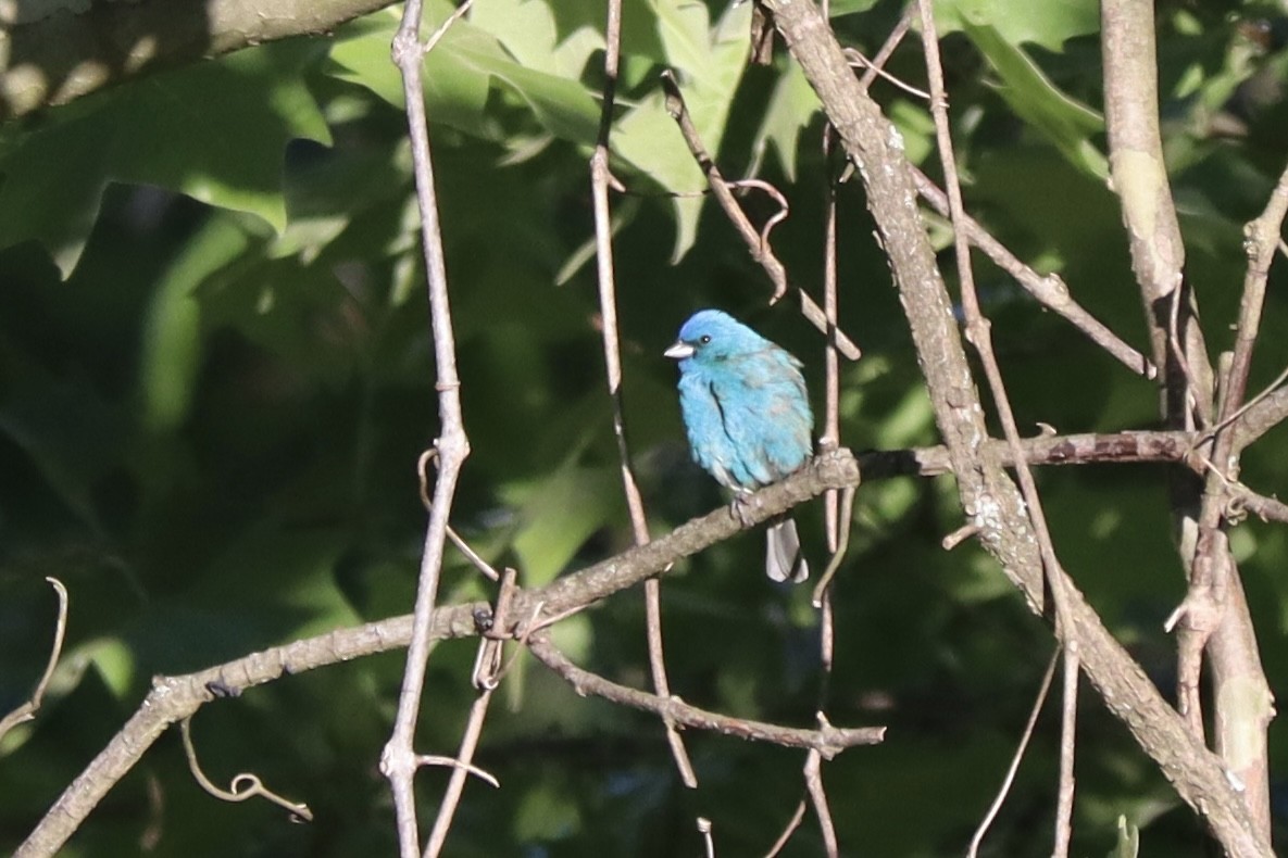 Indigo Bunting - ML636576901