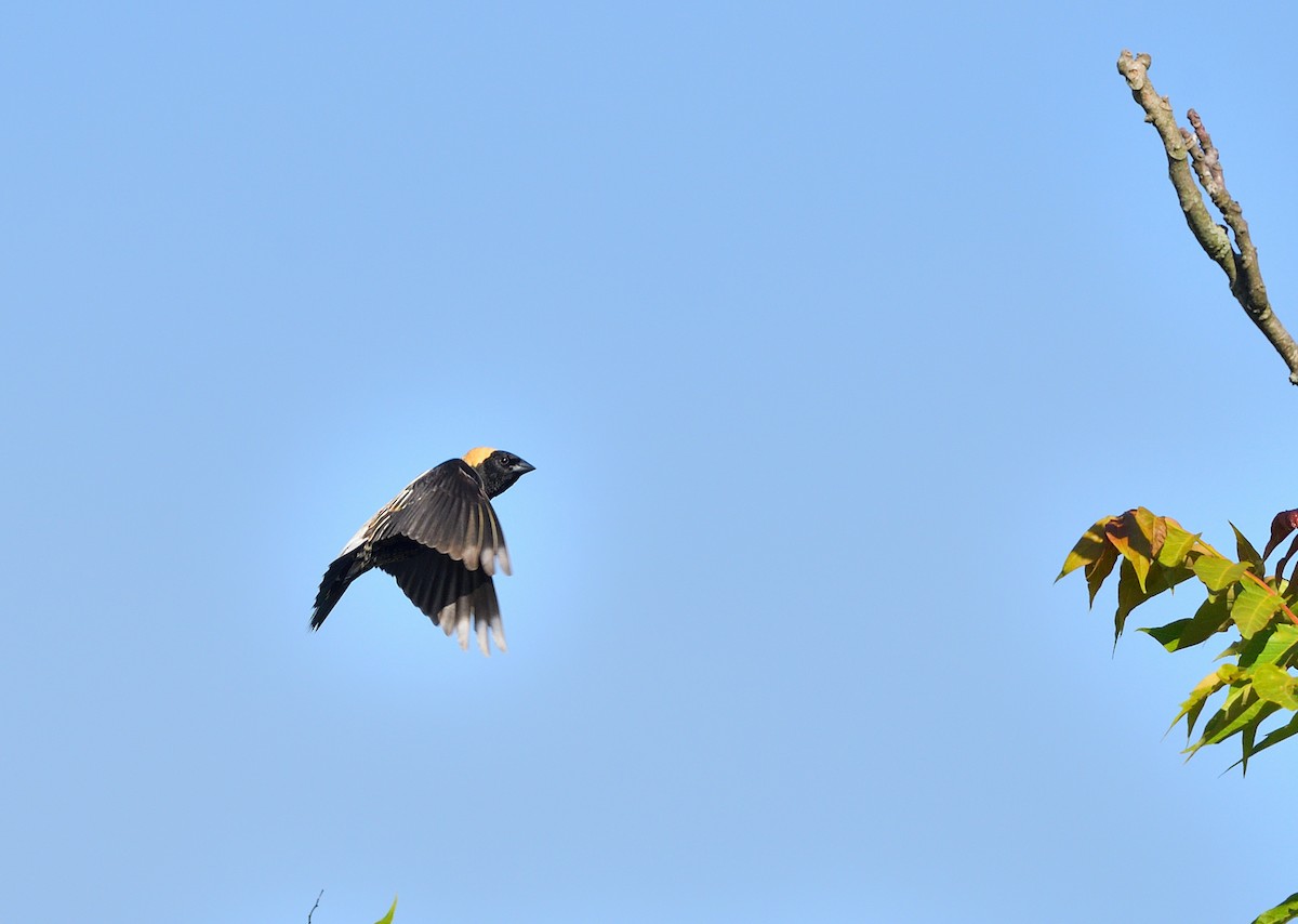 Bobolink - ML636576903