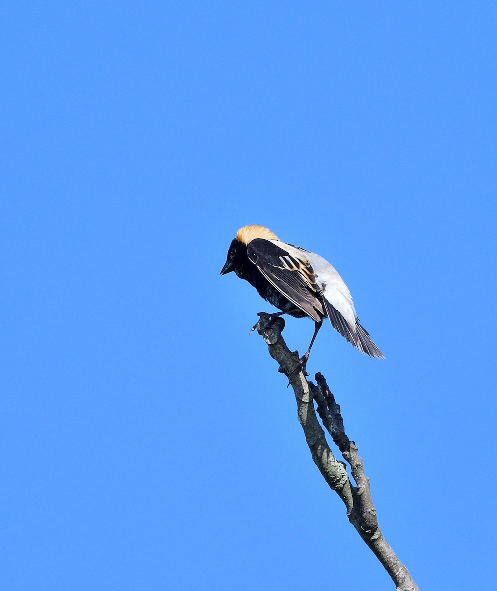 Bobolink - ML636576904