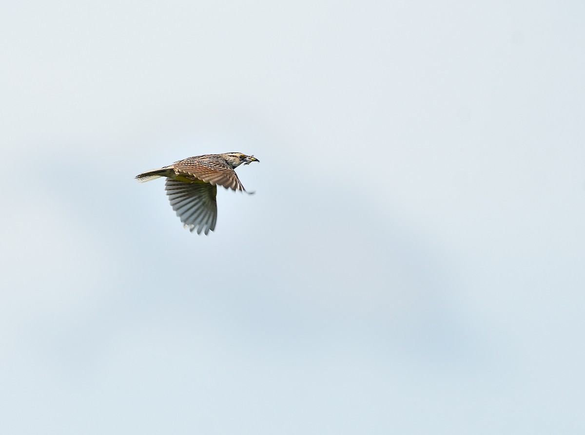 Eastern Meadowlark - ML636576907