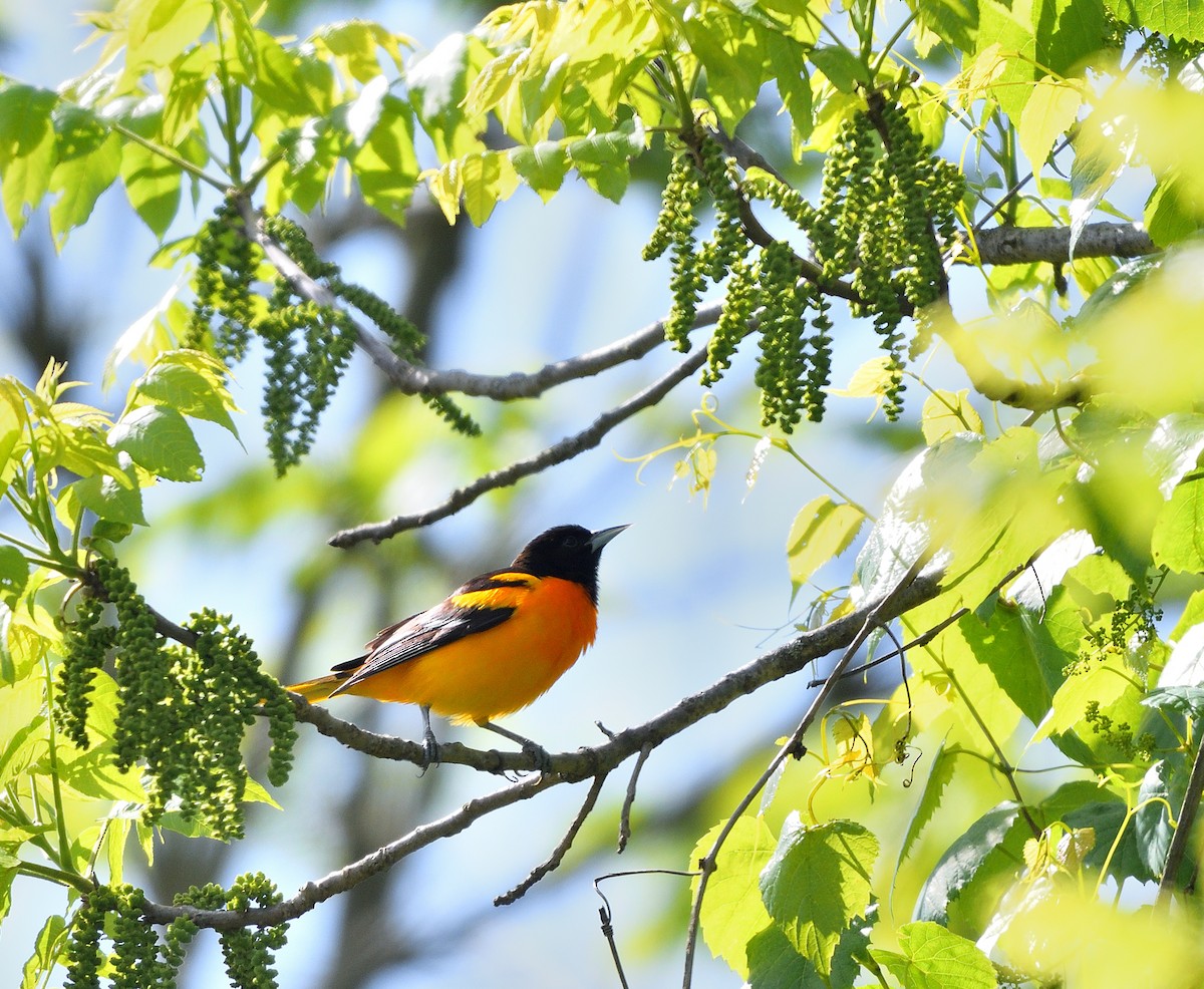 Baltimore Oriole - ML636576912