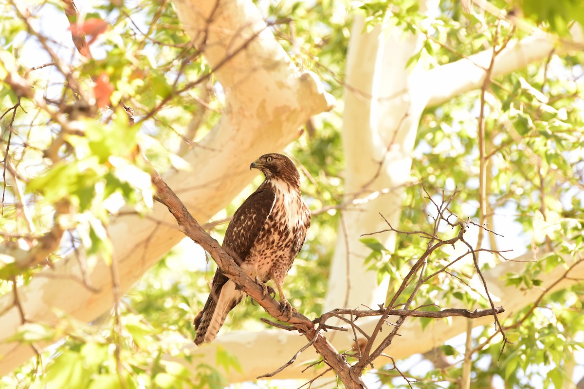 Red-tailed Hawk - ML636576946