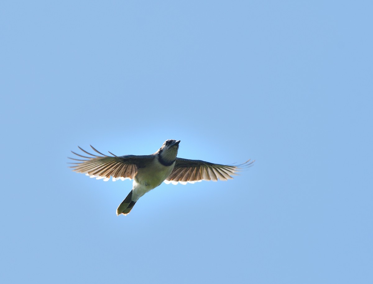 Blue Jay - ML636576947