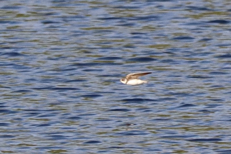 Bank Swallow - ML636576976