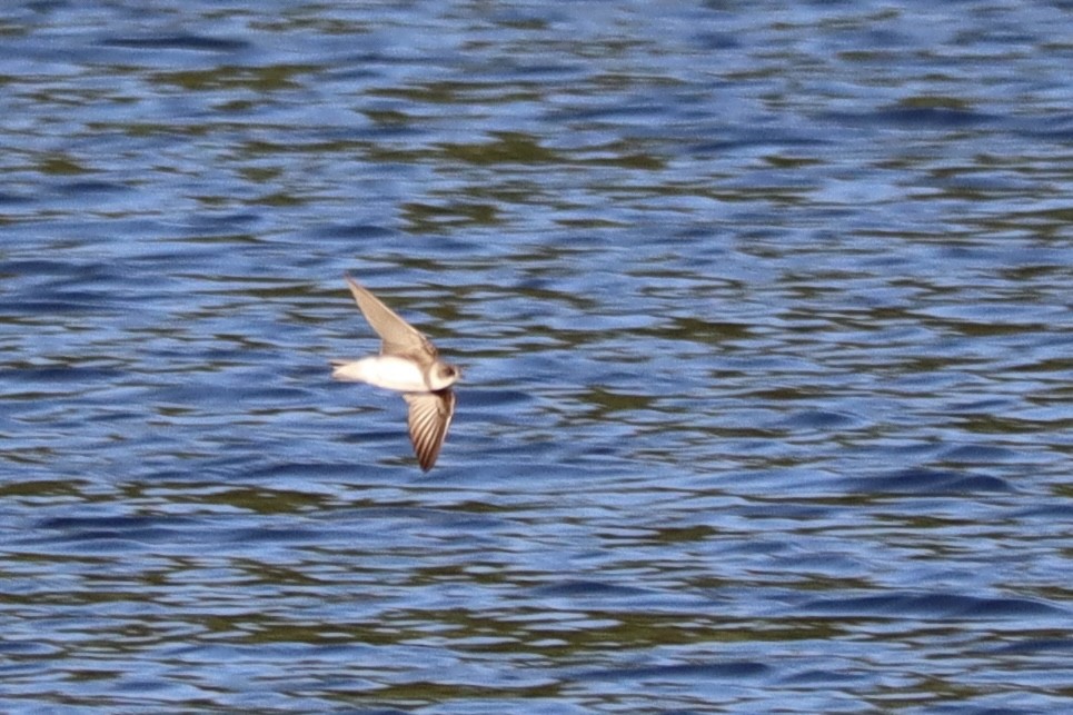 Bank Swallow - ML636576977