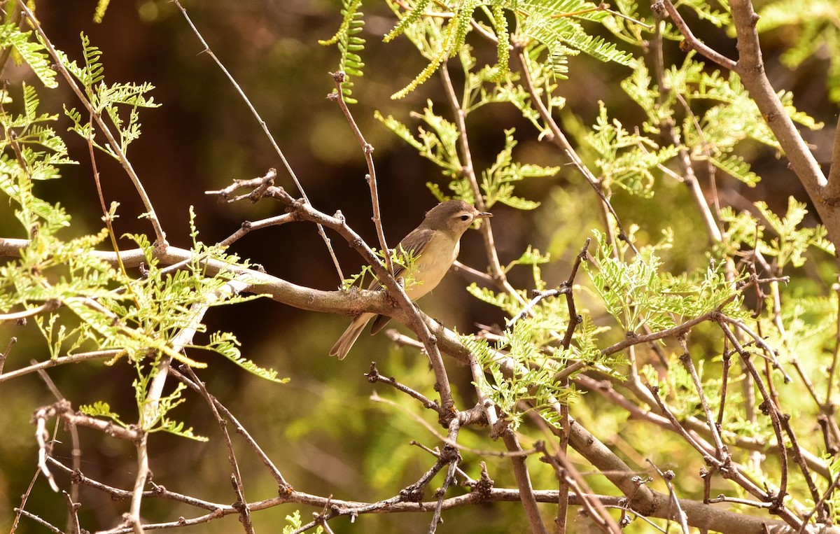 Warbling Vireo - ML636576992