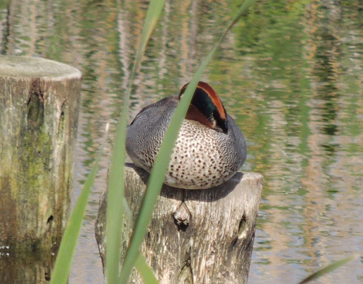 Green-winged Teal (Eurasian) - ML636577004