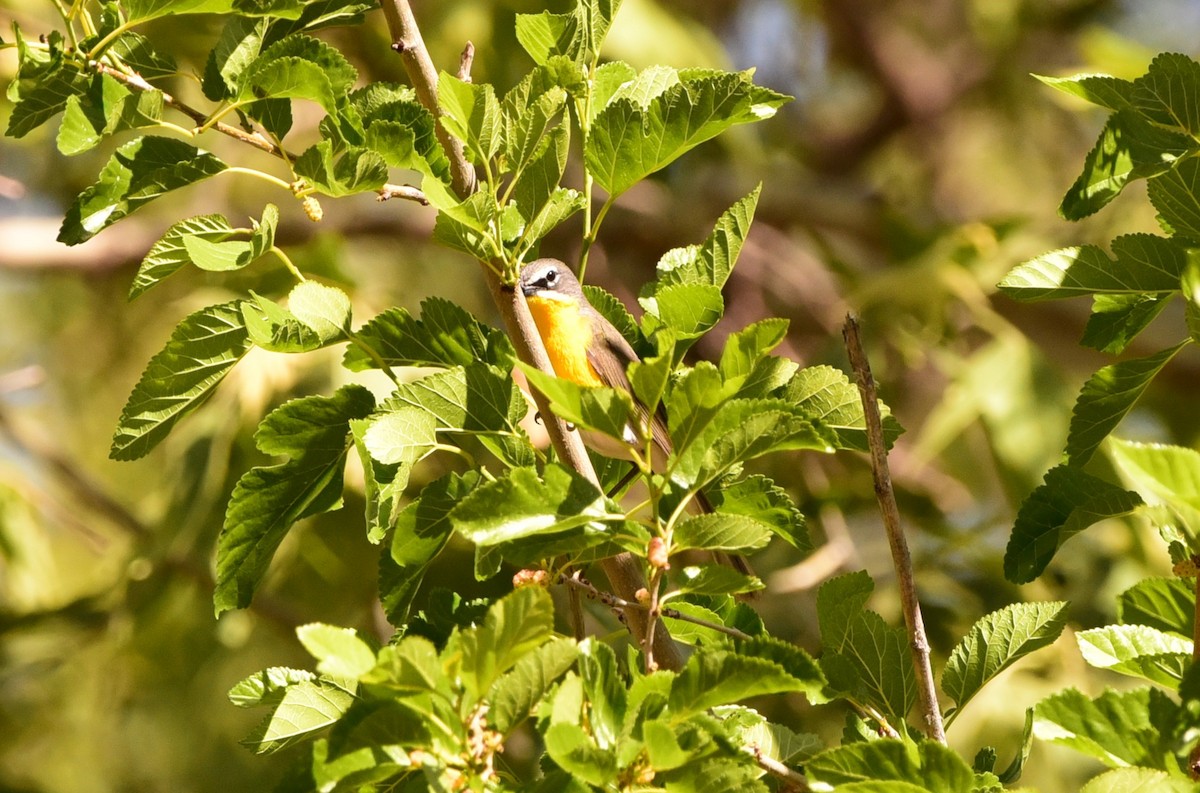Yellow-breasted Chat - ML636577015