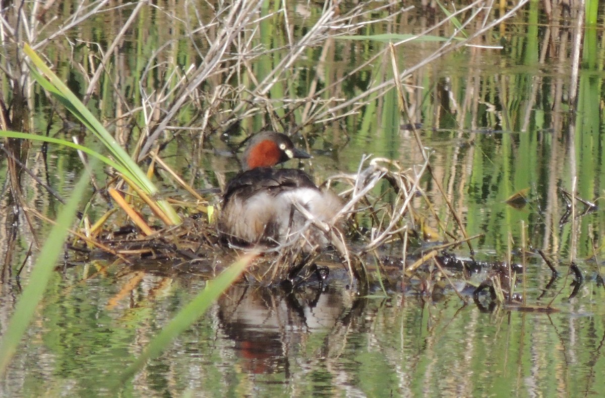 Little Grebe (Little) - ML636577019