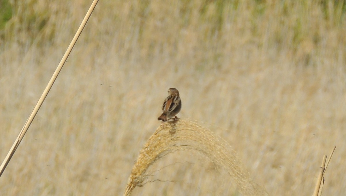Zitting Cisticola (Far Eastern) - ML636577032