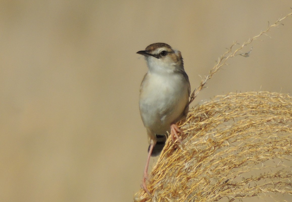 Zitting Cisticola (Far Eastern) - ML636577033