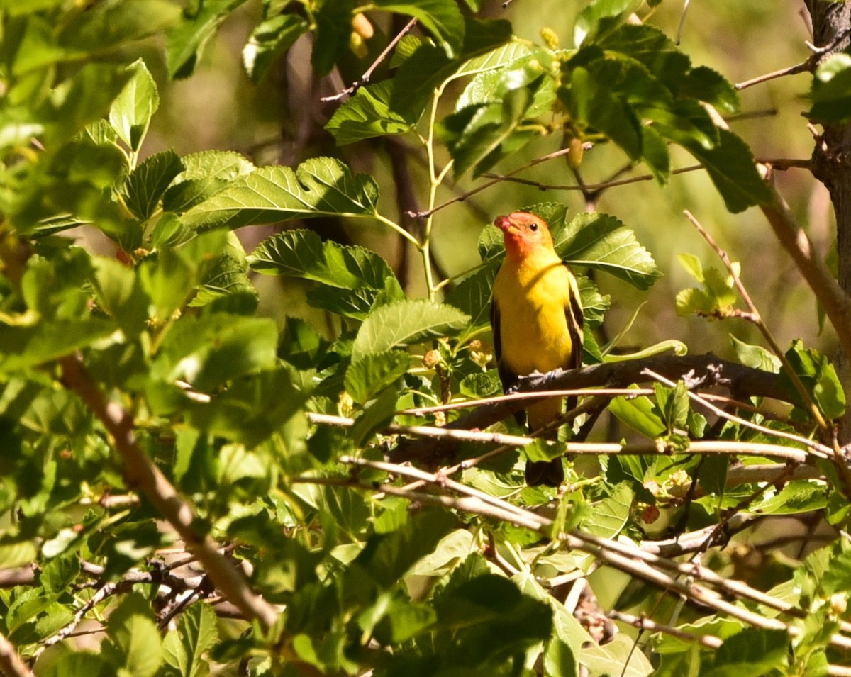 Western Tanager - ML636577042
