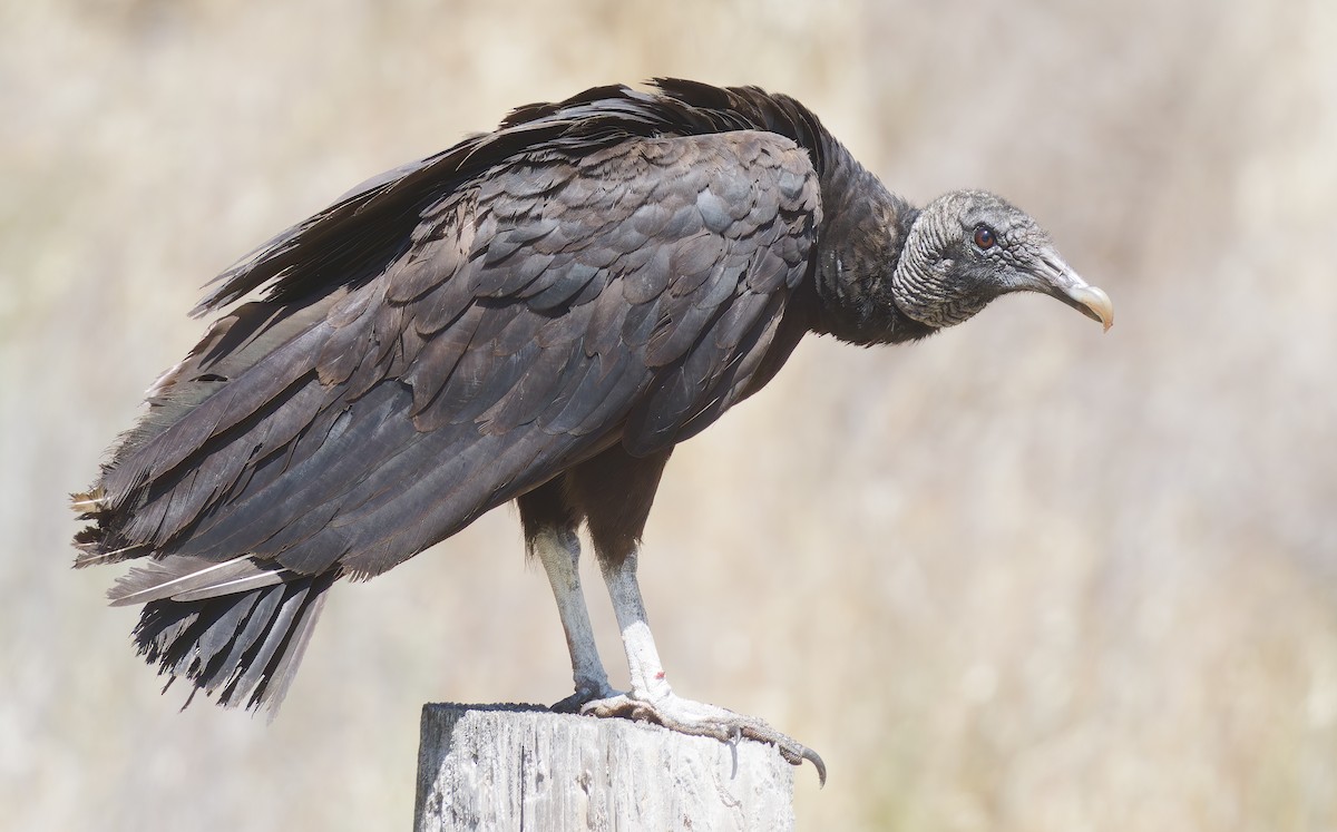 Black Vulture - Mark Chappell
