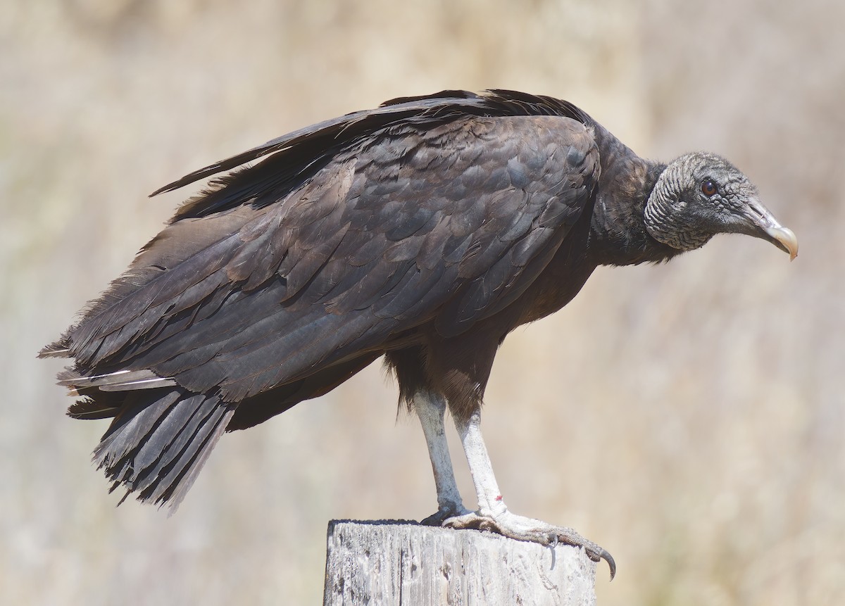 Black Vulture - Mark Chappell