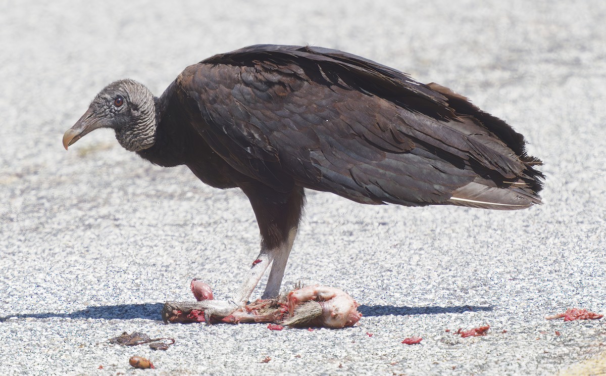 Black Vulture - Mark Chappell