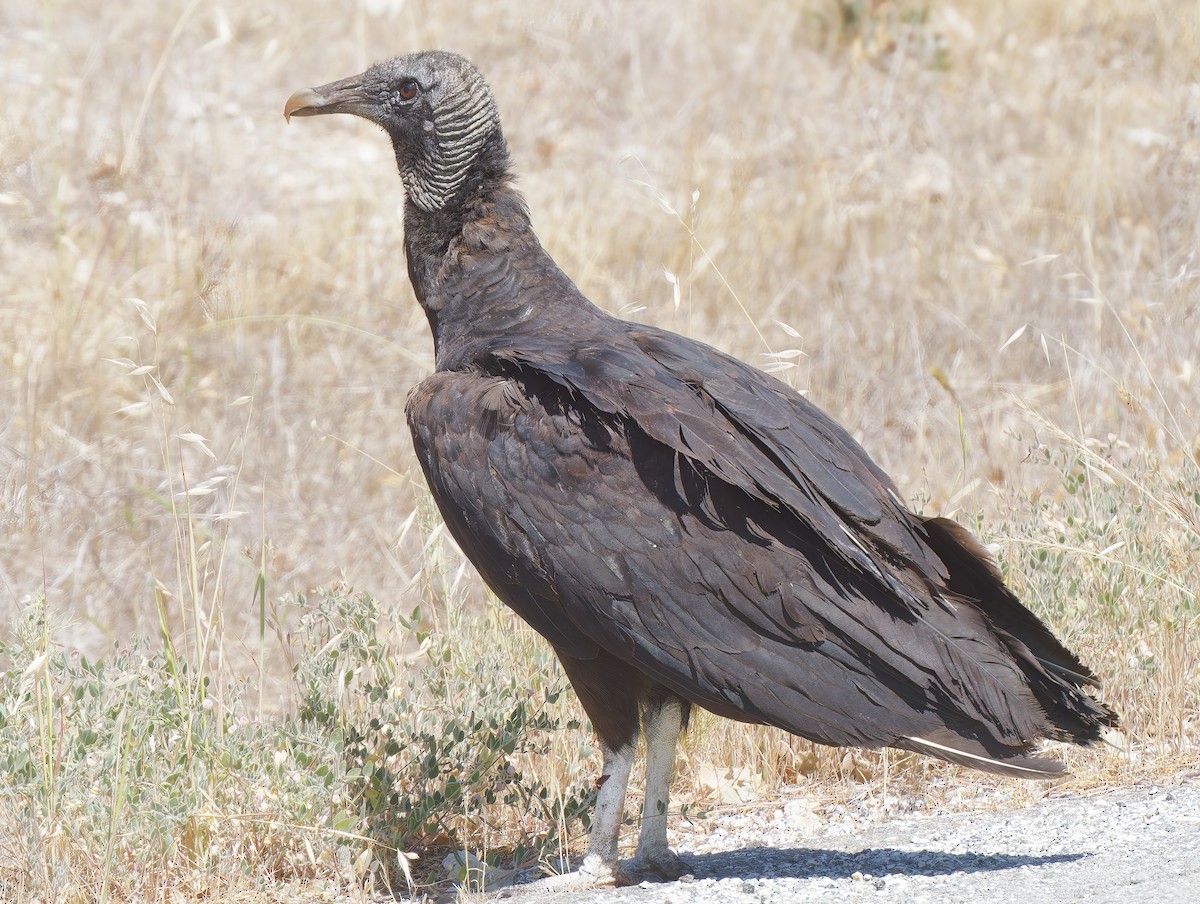 Black Vulture - Mark Chappell