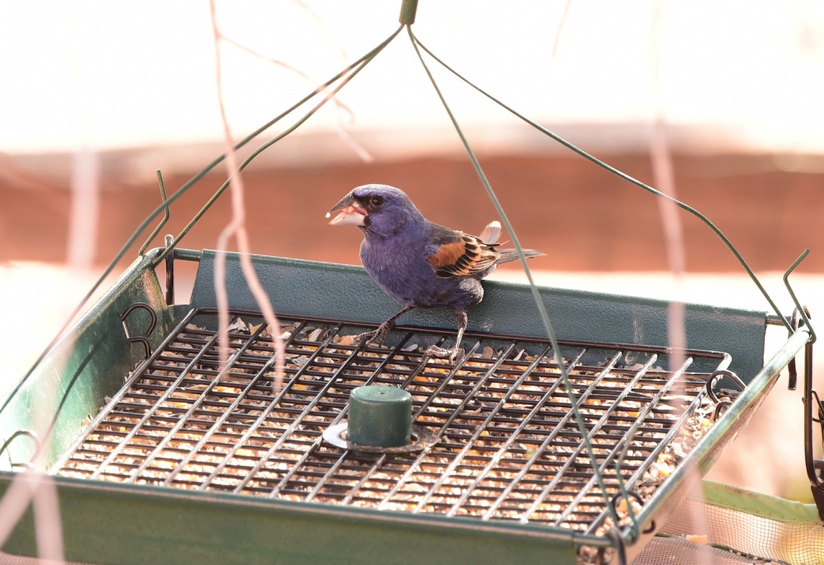Blue Grosbeak - ML636577068