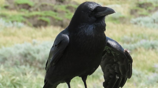 Common Raven - ML636577117