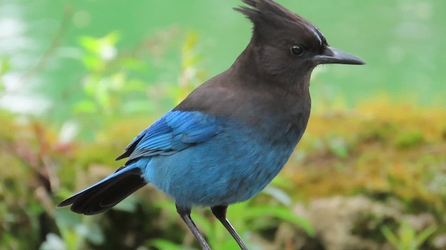 Steller's Jay (Coastal) - ML636577153